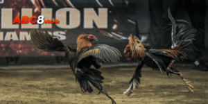 Gà Chọi Tiêu Phong - Vần Xổ Gà Trực Tiếp 18h30 Mỗi Ngày