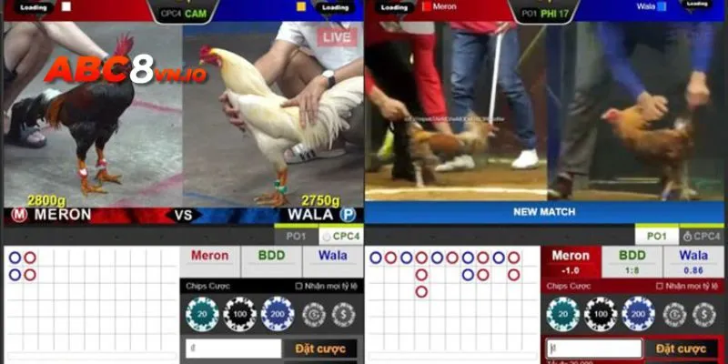 Bạn có thể thỏa sức theo dõi các trận đá gà hoàn toàn miễn phí