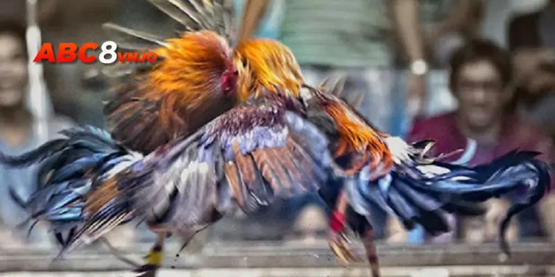 Những loại hình đá gà C1 phổ biến nhất hiện nay