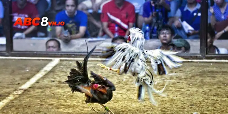 Đá gà casino là gì?