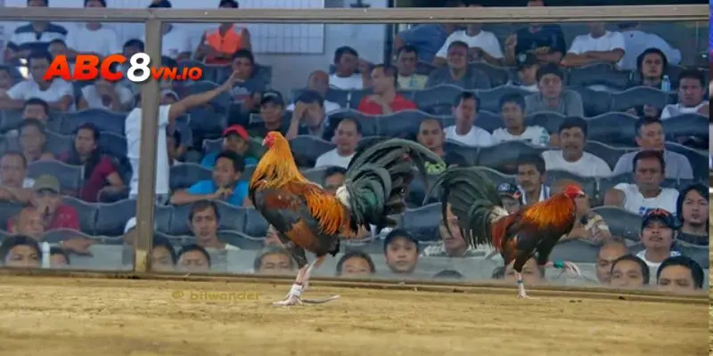 Lý do nên tham gia đá gà tại ABC8