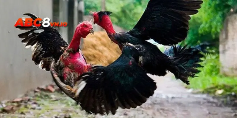 Bí kíp đặt cược giúp bạn chinh phục loại hình gà đá này