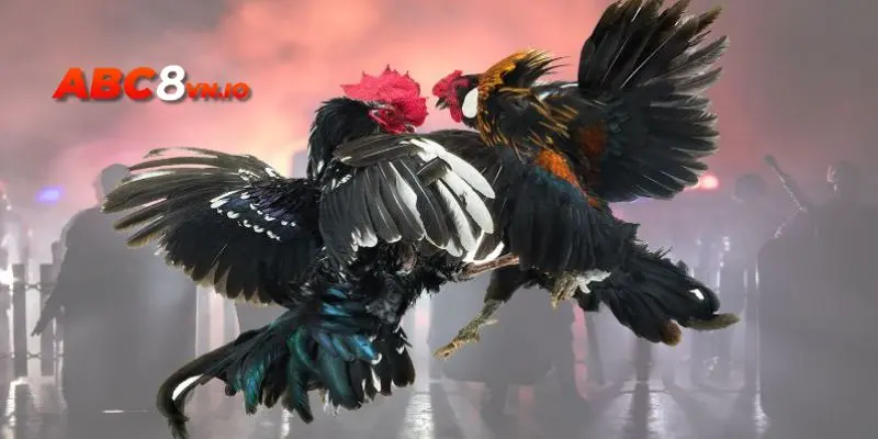 Ưu điểm của hình thức đá gà Thomo Xanh Trích