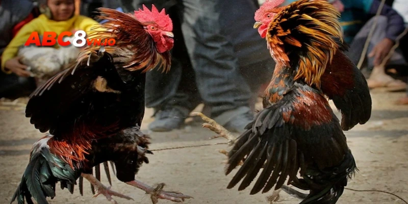 Địa chỉ đá gà cựa sắt hợp pháp