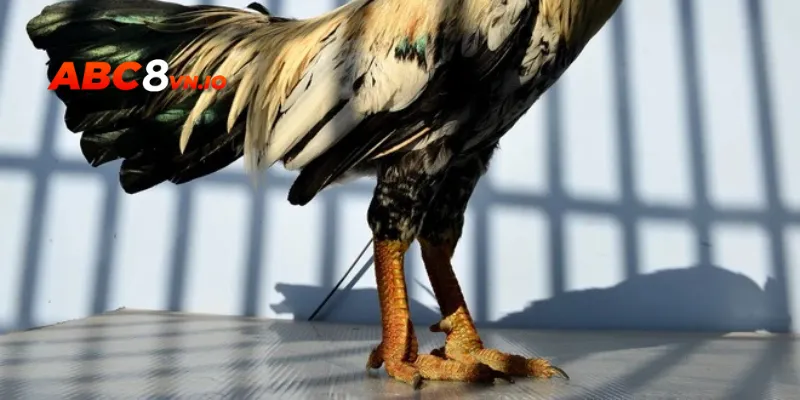 Gà chọi vảy rồng được cho là có khả năng chiến đấu ấn tượng