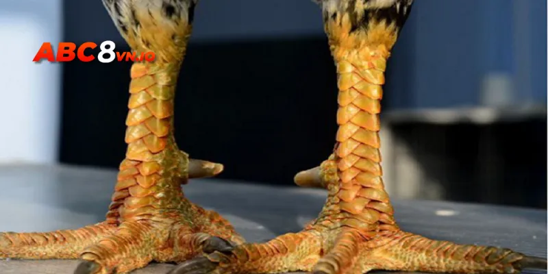 Giống gà vảy rồng khá phổ biến tại Đồng Tháp và Bến Tre