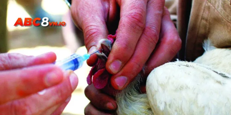 Khuẩn E.Coli khiến gà bị úng lườn