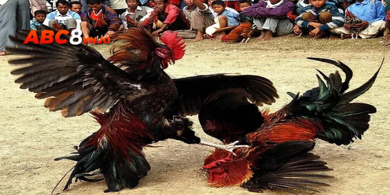 Nhiều khuyến mãi khủng khi chơi đá gà cựa sắt