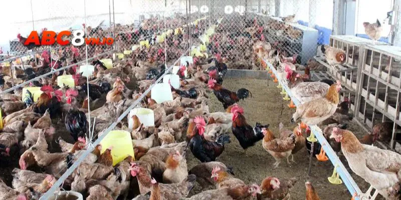 Làm sạch chuồng trại là biện pháp phòng tránh chứng úng lườn