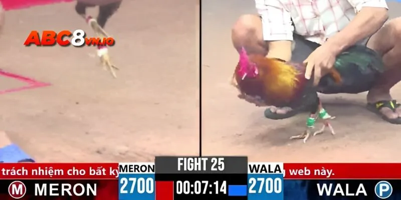 Trang đá gà online uy tín mang đến trải nghiệm tuyệt vời