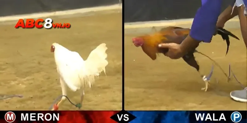 Xem, cược đá gà online được người chơi ưa chuộng 